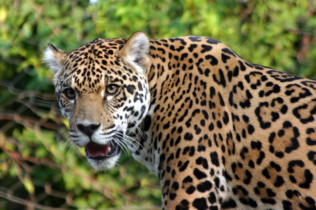 jaguares en Barinas - jaguares en Barinas