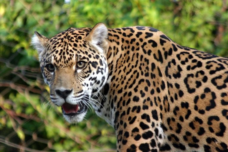 Detenidos por vender dos jaguares en Barinas por seis mil dólares