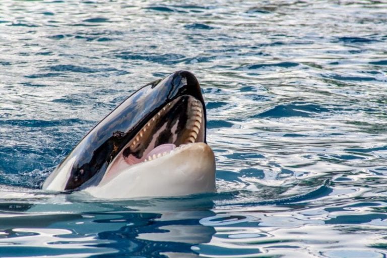 Las orcas se vuelcan contra los barcos y nadie sabe por qué