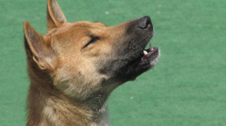 Los perros cantores reaparecen cuando se creían extintos hace 50 años