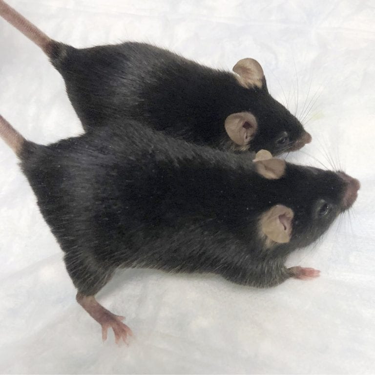 Space X envió roedores al espacio y regresaron convertidos en super ratones