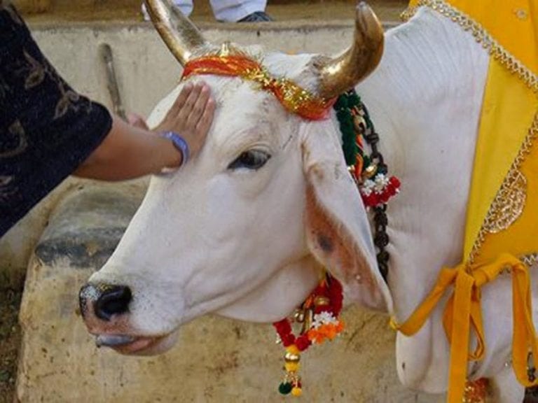 Sorpréndete con lo que le pasó a un toro en la India (VÍDEO)