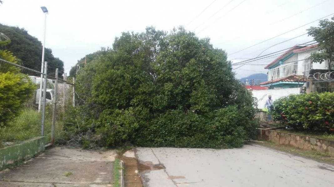 Árbol caído en El Rincón - Árbol caído en El Rincón