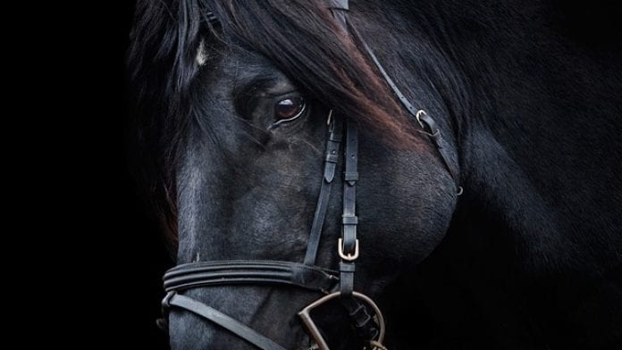 Caballo negro – caballo negro