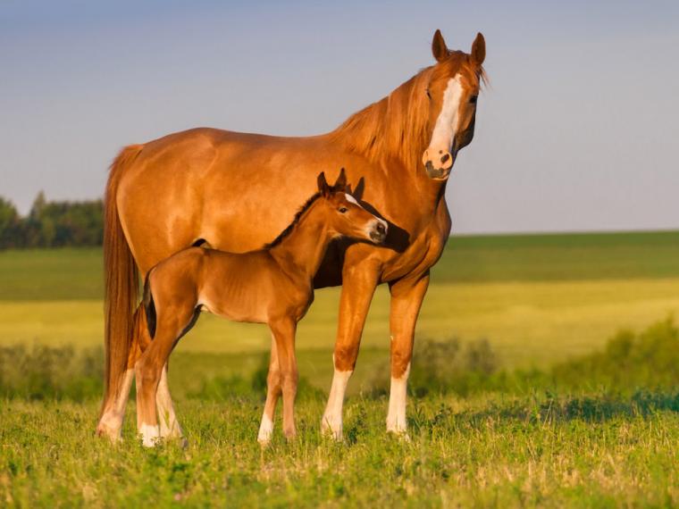 El caballo un animal amigable y de muchos beneficios