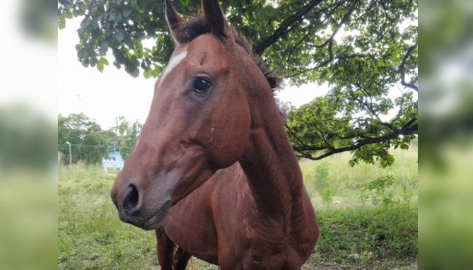 Séptimo caballo de la UCV de Maracay murió descuartizado