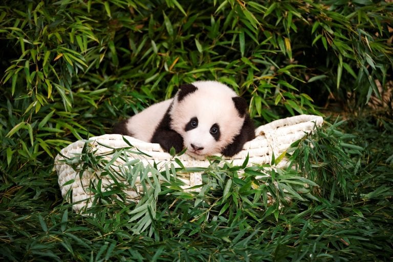 Conoce a Fu Bao, la primera panda nacida en Corea del Sur