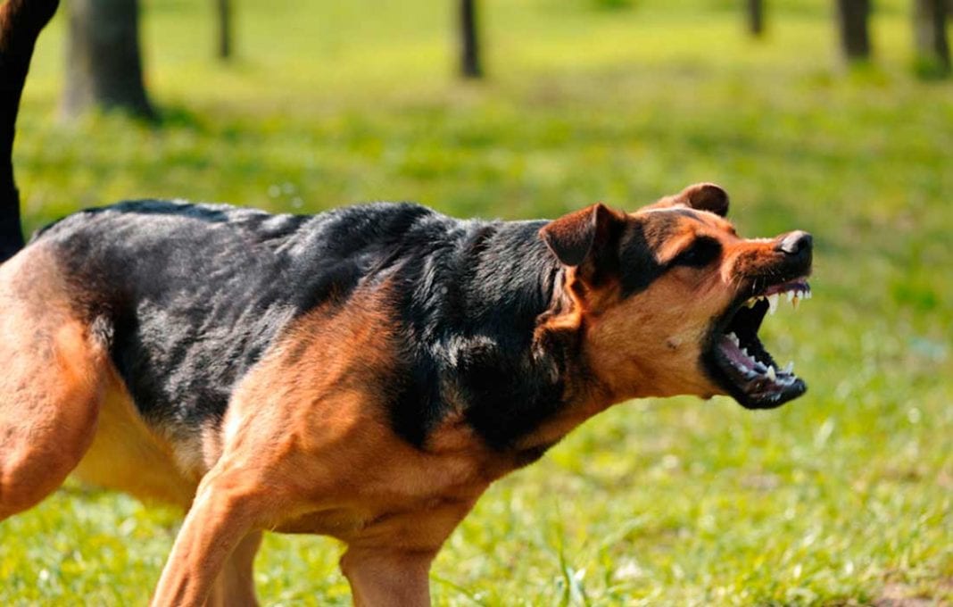 4 razas de perros más peligrosas - 4 razas de perros más peligrosas