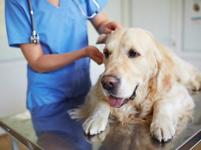 tratamiento cáncer en mascotas