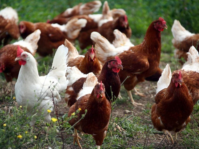 Sacrifican gallinas y pollos en Holanda por foco de gripe aviar
