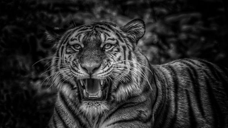 Al borde de la extinción: Avistan a un tigre negro en India