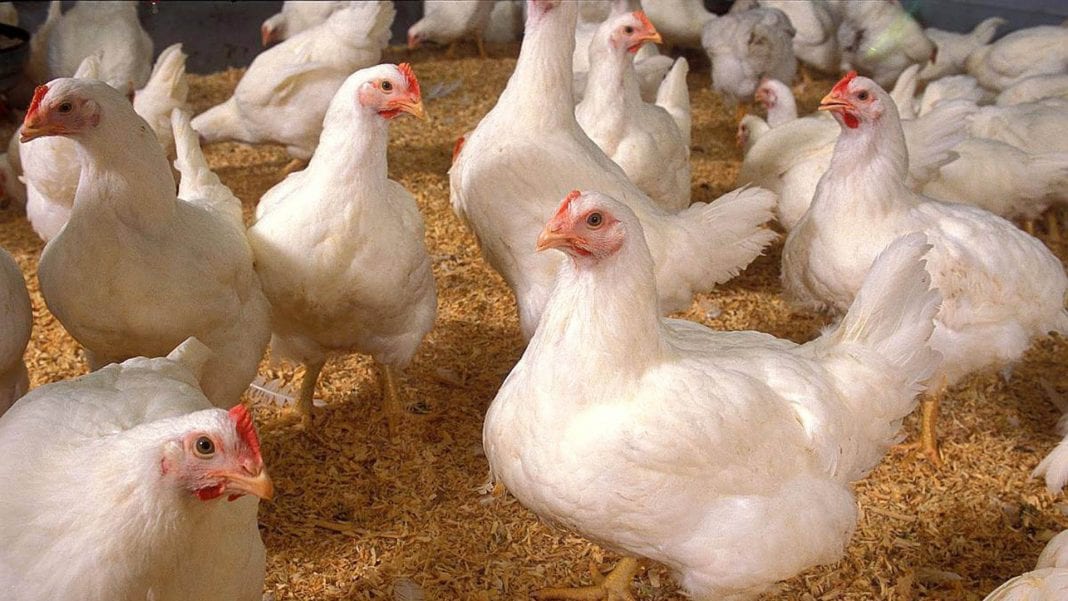 Dinamarca sacrificará 25.000 pollos gripe aviar