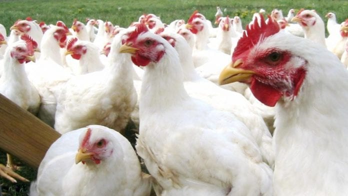 Alemania gripe aviar países bajos