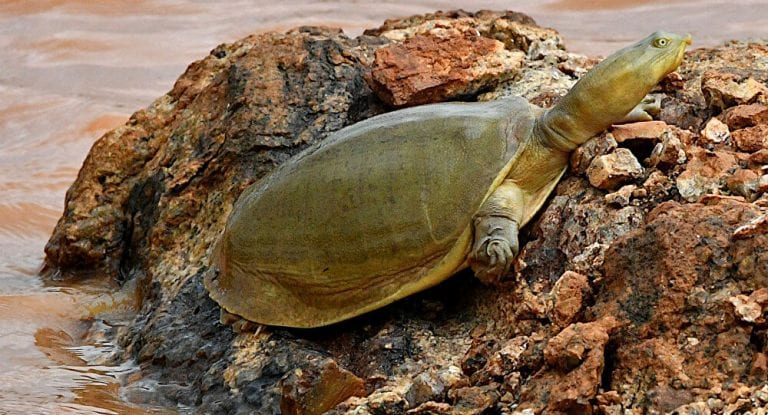 ¡Sorpréndete! Encuentran una peculiar tortuga en India por su color