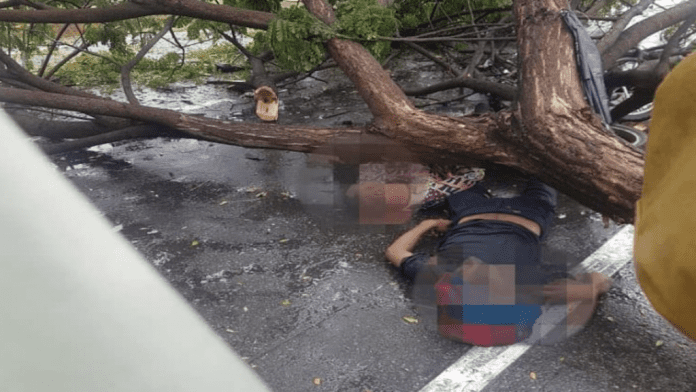 Dos personas murieron tras caerle un árbol