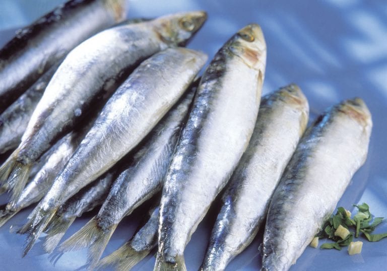 ¡Proteína pura! Beneficios de la sardina al comerla a diario