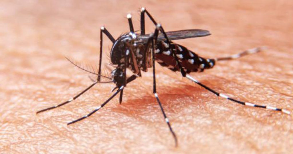 Casos de dengue - Casos de dengue