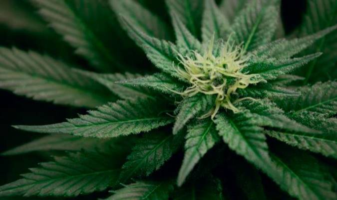 La ONU reconoce propiedades medicinales del cannabis