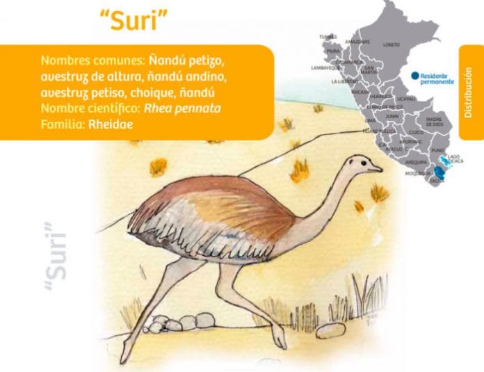 Suri El Ave Que Necesita Protección En Sudamérica Para Vivir