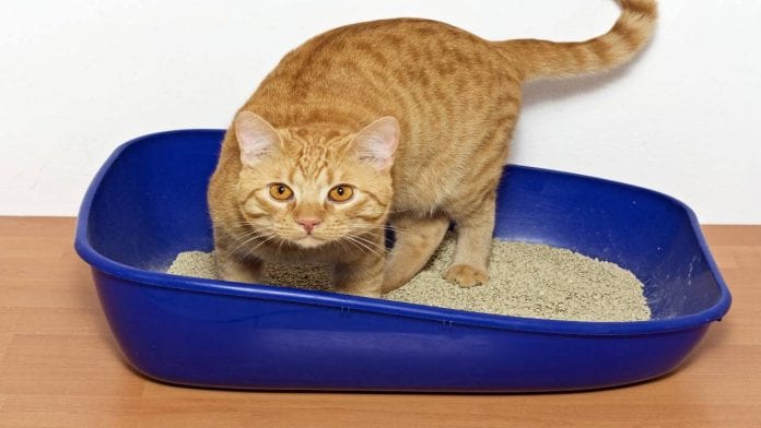 El cajón de arena del gato - El cajón de arena del gato