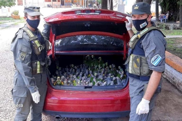 Detenidos dos hombres por contrabando de loros en Argentina