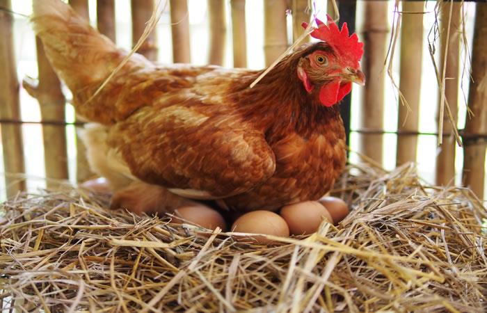 Cría de gallinas en el hogar, una idea que puedes desarrollar