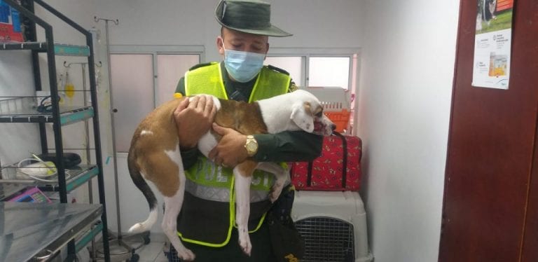 Detenido hombre que agredió a un perro a machetazo en Colombia