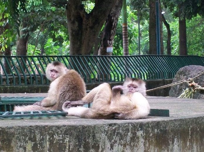 Escaparon los monos del Zoológico de Las Delicias - Escaparon los monos del Zoológico de Las Delicias