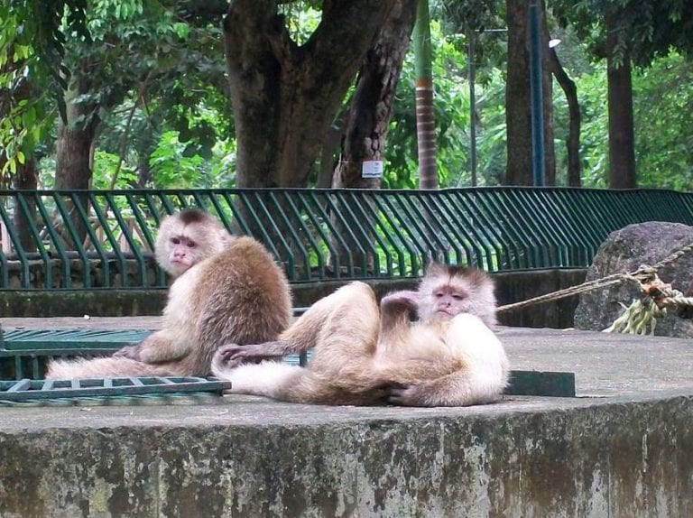 Se escaparon los monos del Zoológico de Las Delicias en Maracay