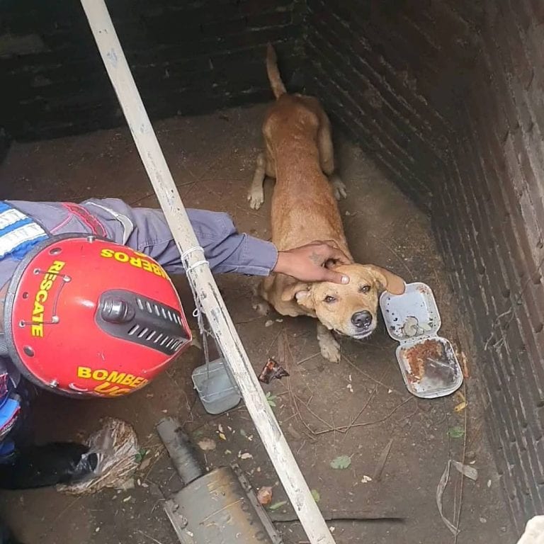 Rescatan a perro atrapado en una alcantarilla en Naguanagua