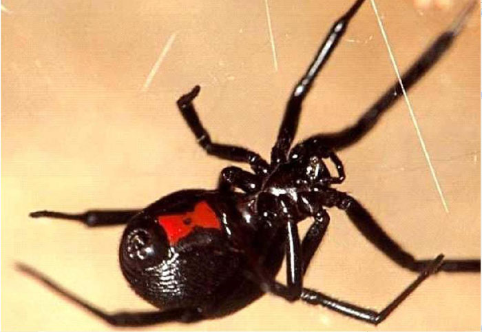 Niño afectado en el Zulia por mordedura de araña viuda negra