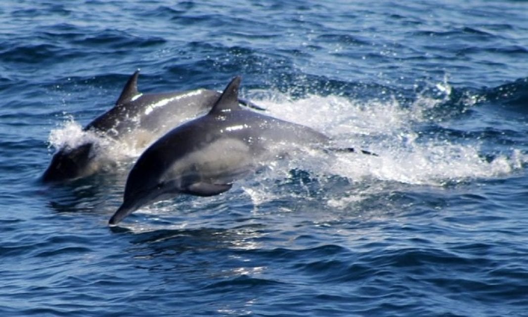 Falso video de delfines río Guaire - Falso video de delfines río Guaire
