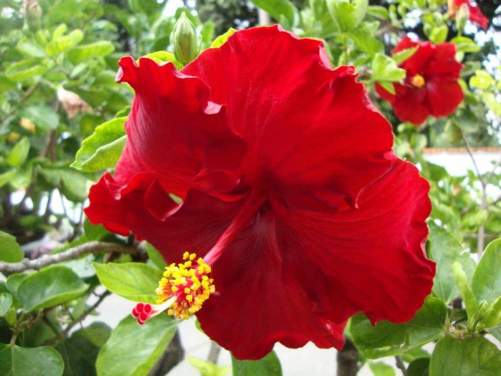 flor de Cayena - flor de Cayena