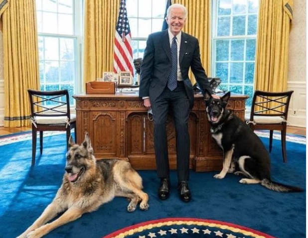 Las mascotas de Joe Biden - Las mascotas de Joe Biden