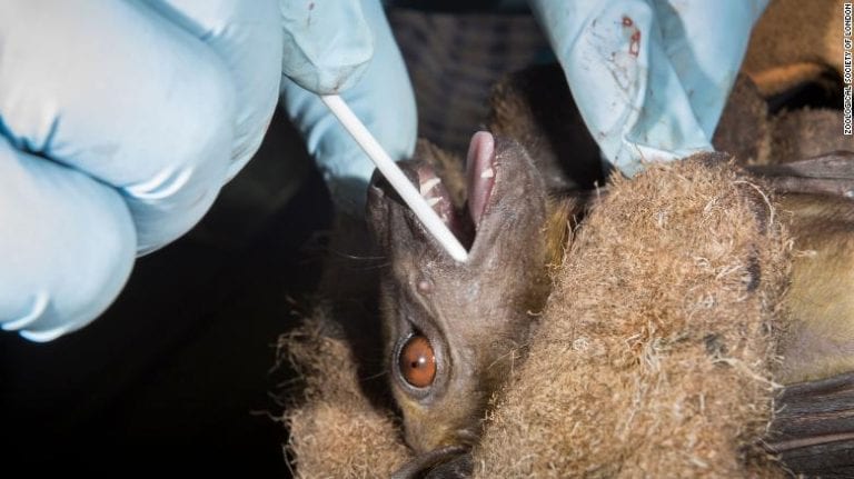 Murciélagos de Tailandia tienen un nuevo tipo de coronavirus