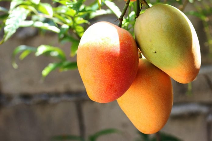 Beneficios del mango - Beneficios del mango