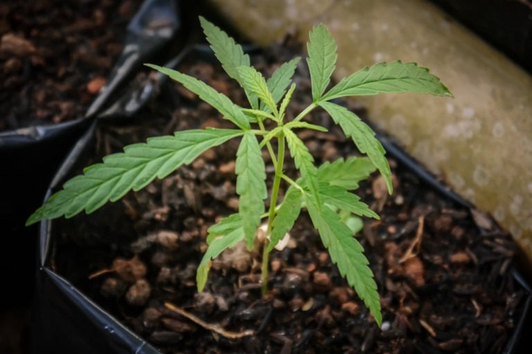 Consejos de cultivo de cannabis: ¿Cómo configurar luces de cultivo interior?