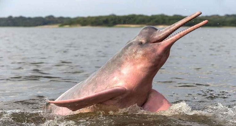 El delfín rosado es una criatura extraordinaria en peligro
