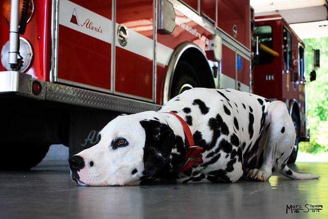 ¿Por qué el dálmata es un perro bombero y rescatista?