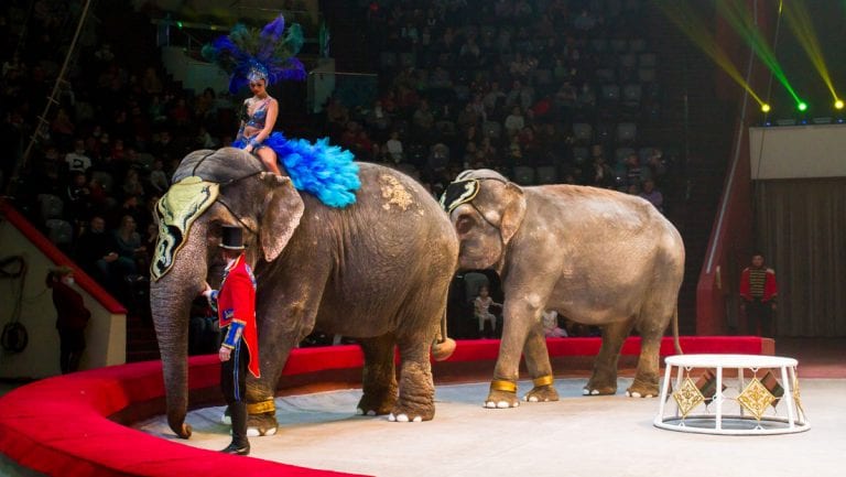 Dos elefantes se pelean en plena actuación en un circo de Rusia