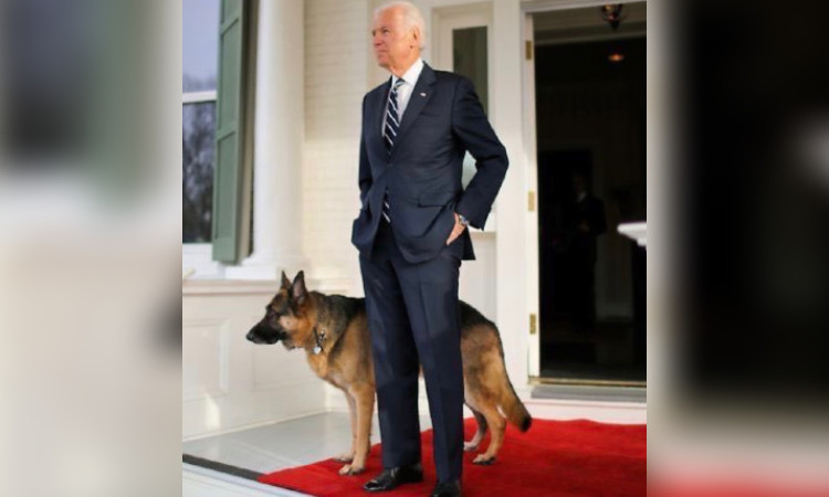 Perros de Joe Biden - Perros de Joe Biden