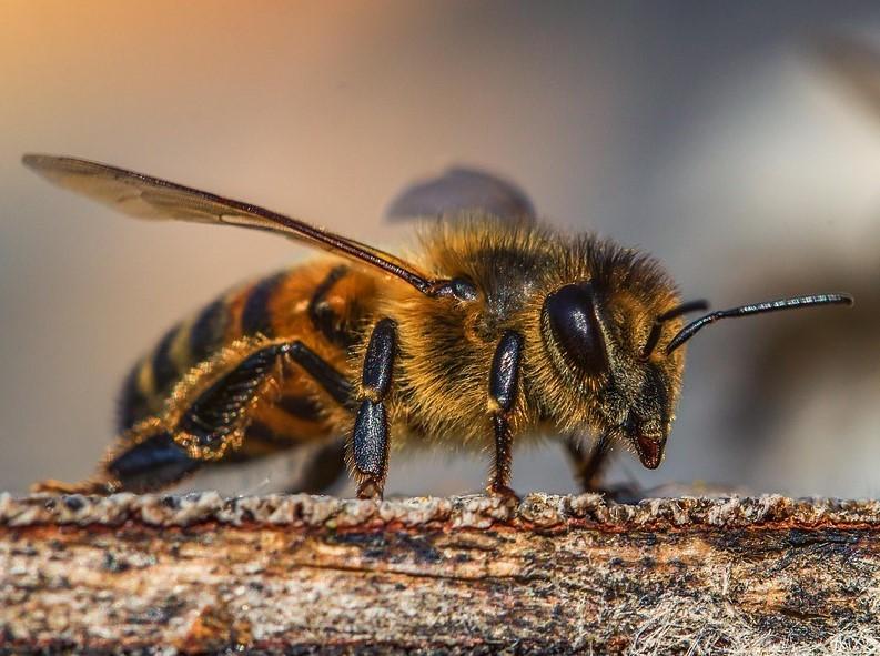 ataque de abejas