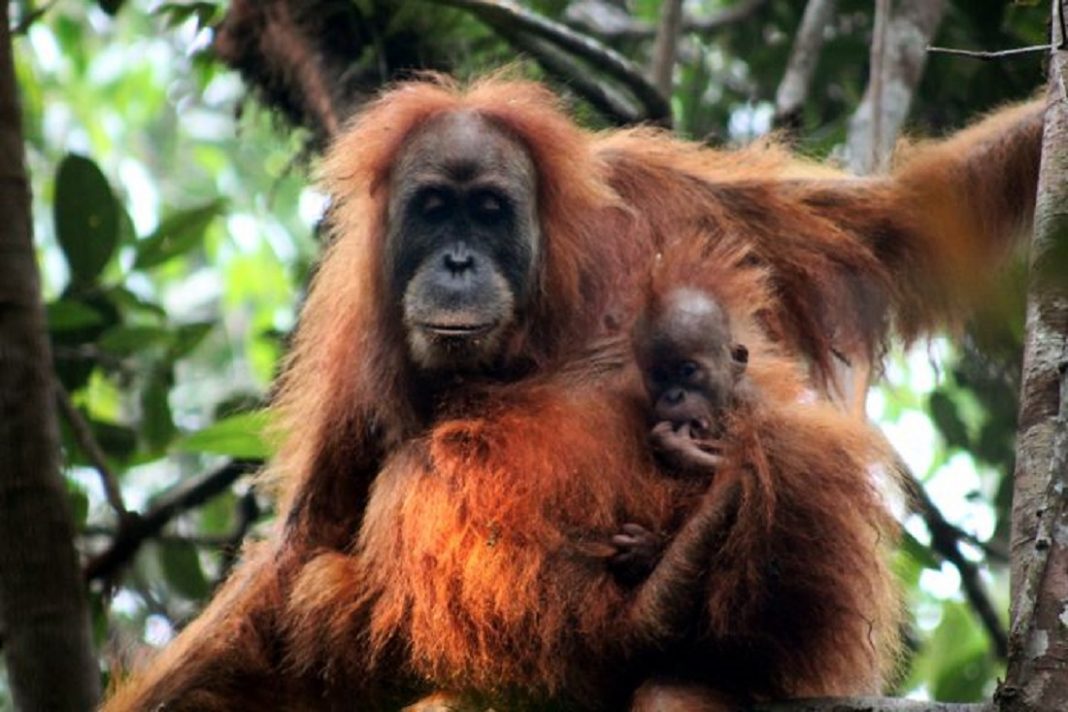 El orangután de Tapanuli extinguirse - El orangután de Tapanuli extinguirse