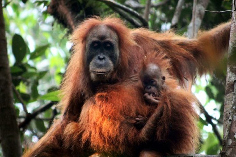 Podría extinguirse el orangután de Tapanuli de la Tierra