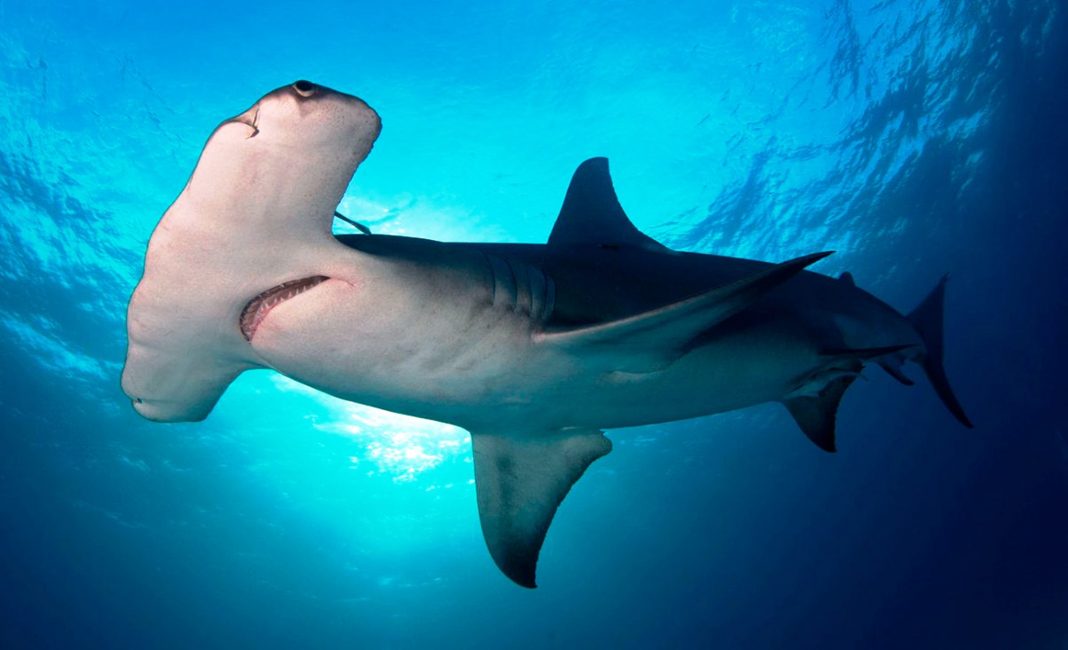 Pescadores descuartizaron un tiburón martillo