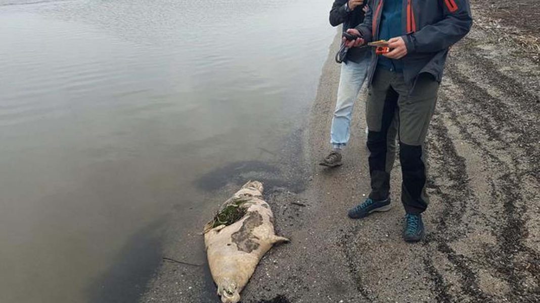 170 focas aparecieron muertas en el Mar Caspio