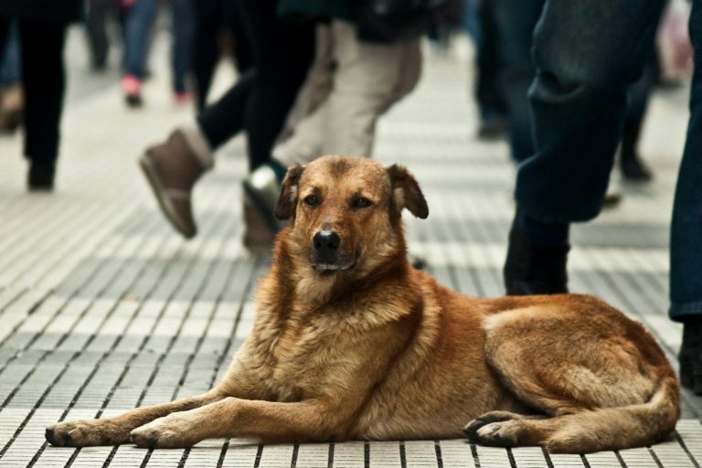 Rescate de perros de la calle, la otra tarea que hay en Venezuela