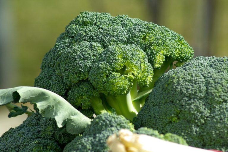¡Verde! Mira todo lo que ganas en salud con las propiedades del brócoli