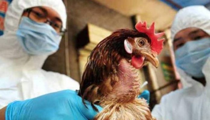 primer caso de gripe aviar H10N3 - primer caso de gripe aviar H10N3