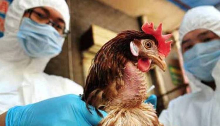 China detecta el primer caso de gripe aviar H10N3 en humanos